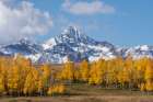 USA-Colorado-Uncompahgre National Forest Wilson Peak and grove of aspen trees in autumn Art Print